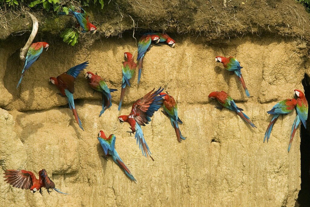 Red and Green Macaws are seen on a clay lick at the Manu Biosphere Reserve in Peru's southern Amazon region of Madre de Dios November 2, 2009. This 1.8 million hectares reserve is the home of 600 birds species and 11 monkey species among other animals, as caymans and mammals, and has one of the highest levels of biodiversity of any park in the world with more than 200 varieties of trees found in one hectare. Picture taken November 2, 2009