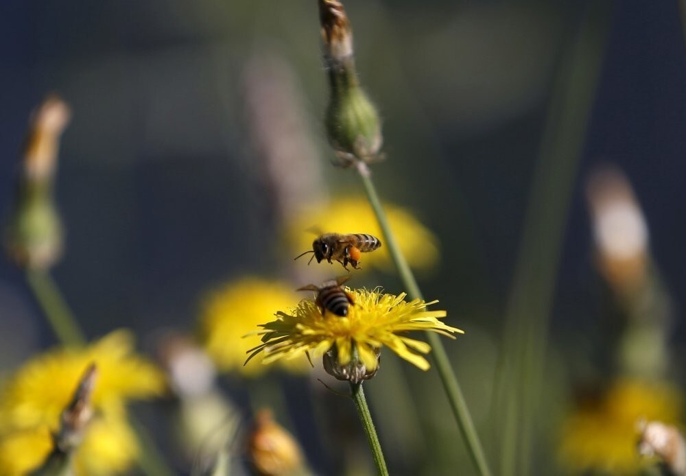 Bees land on a flower in Laqlouq village, Lebanon June 27, 2015.