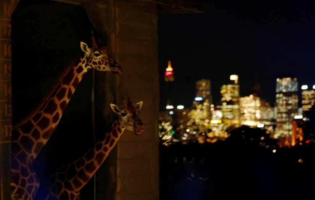 Giraffes peer out of their enclosure during a preview of Taronga Zoo's inaugural contribution to the Vivid Sydney light festival, the annual interactive light installation and projection event around Sydney, May 24, 2016. REUTERS/Jason Reed - RTSFOL8