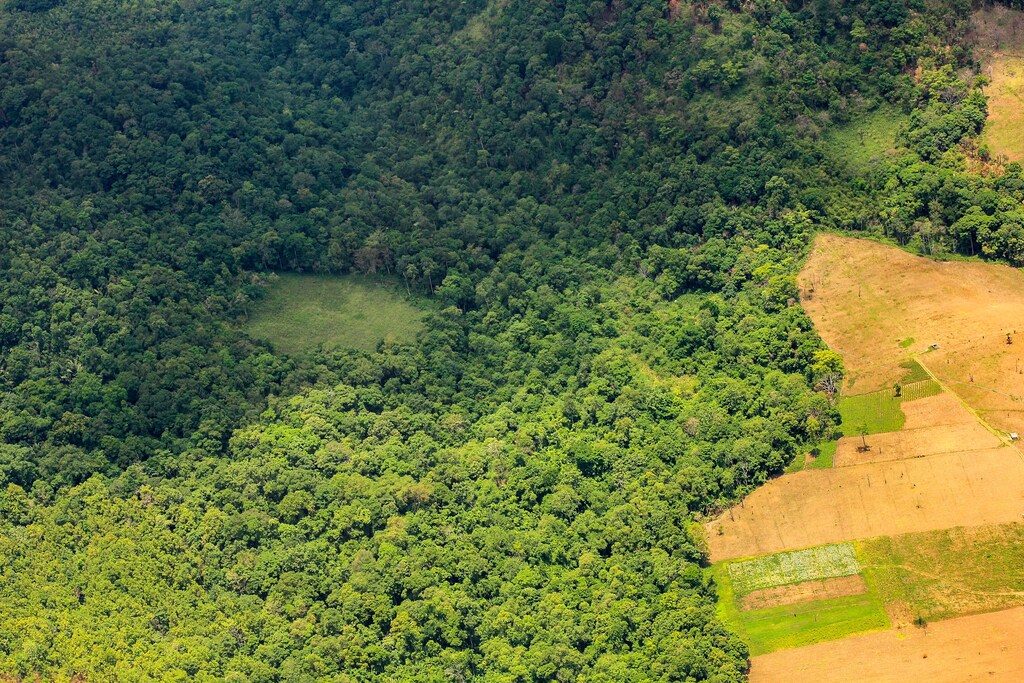 Arial view of a forest.