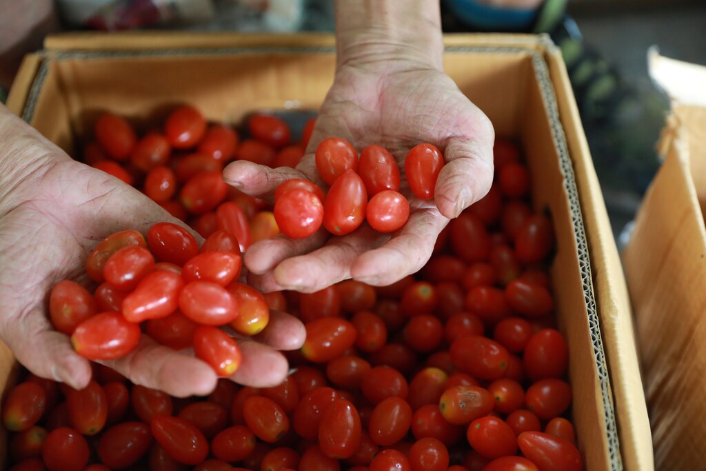 A vendor shows cherry tomatoes at a market in Singapore January 29, 2018. REUTERS/Soe Zeya Tun