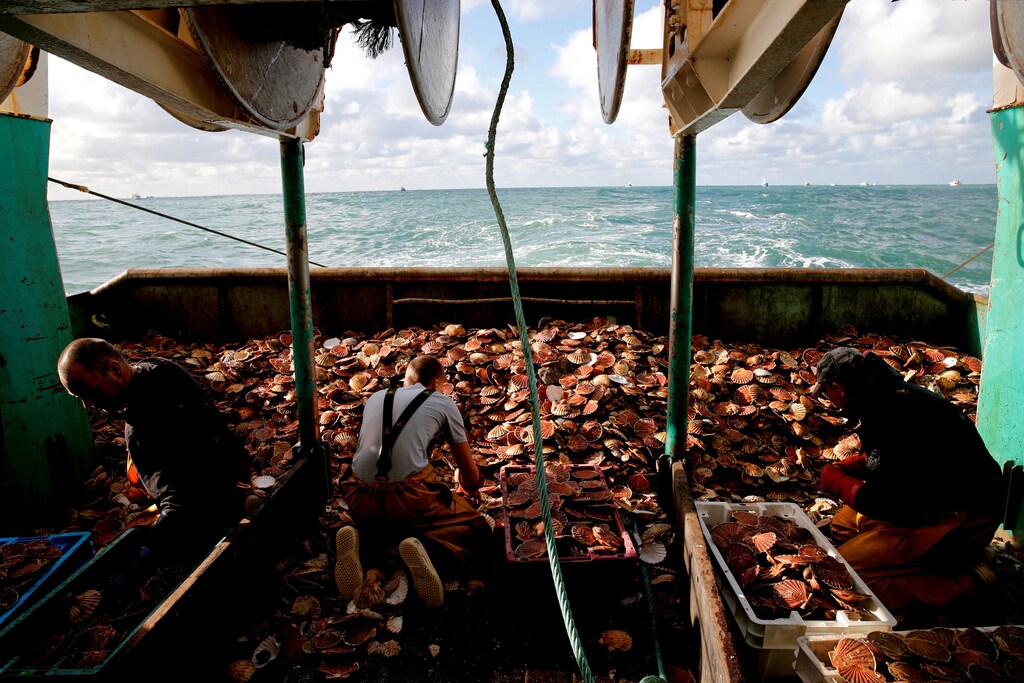 French fishermen sort scallops on board a trawler.