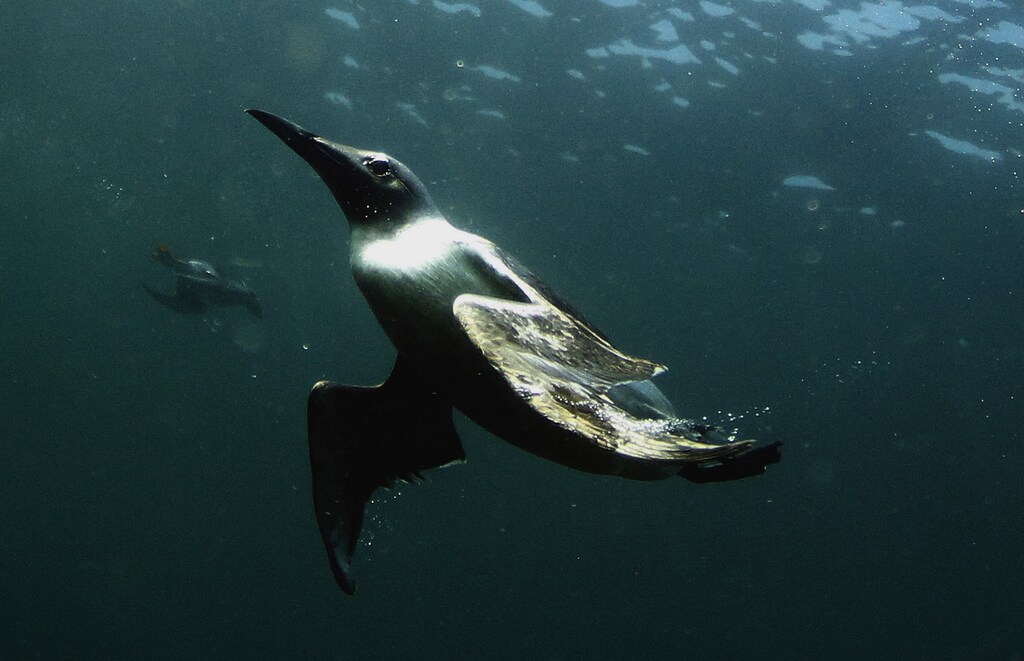 A guillemot swims underwater by the Farne Islands off the Northumberland coast, northern England July 19, 2013. The Farne Islands, which lie off the coast of northeast England, are home to a huge array of wildlife. The islands are owned and protected by the British conservation charity, the National Trust, which says they host some 23 species of seabird, as well as a substantial colony of grey seals, who come to have their pups there in the autumn. Every five years the National Trust carries out a census of the islands' population of puffins, and this year's survey showed there were almost 40,000 nesting pairs on the islands - an 8 percent rise from 2008. Picture taken July 19, 2013. REUTERS/Nigel Roddis (BRITAIN - Tags: ANIMALS ENVIRONMENT SOCIETY)ATTENTION EDITORS: PICTURE 23 OF 35 FOR PACKAGE 'FARNE ISLANDS - SEALS, PUFFINS AND SHAGS'TO FIND ALL IMAGES SEARCH 'FARNE ISLANDS' - GM1E9C7064R01