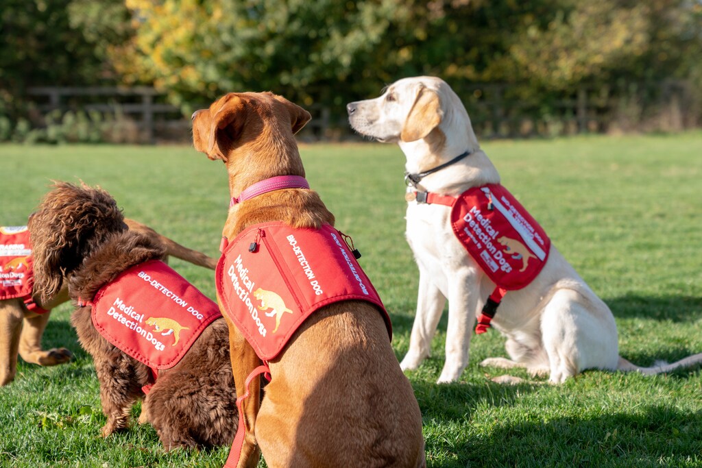 Dogs from charity Medical Detection Dogs, are seen in Milton Keynes, Britain, October 22, 2018. REUTERS/Matthew Stock - RC15A9FCA500