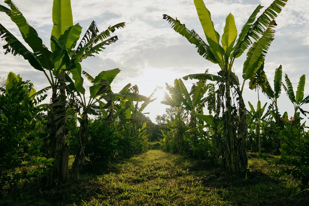 Una plantación de bananas.
