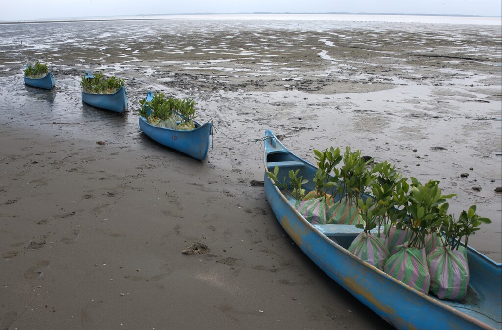 Mangrove plants in a boat along the seashore: Scaling habitat restoration requires an enabling environment encompassing the right policy, financing and partnerships
