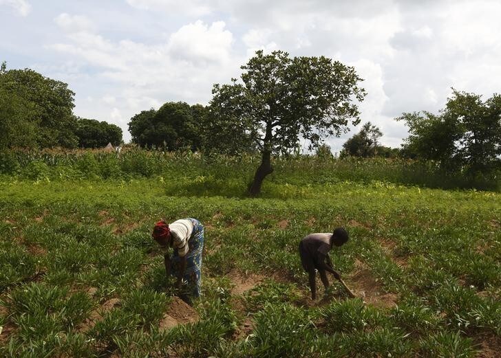 Justina Kabuli and her 12-year-old son Andrew, both HIV-positive, remove weeds from their field of sweet potato crops during a visit by a home-based care team to their home in Chiyobola village, close to the town of Chikuni in the south of Zambia February 21, 2015. The caregivers on the Jesuit-run home-based care team at Chikuni run a capacity building and empowerment project at household level, offering training and assistance in crop-growing and animal rearing, as well as offering companionship, pastoral care and monitoring antiretroviral treatment compliance of HIV-AIDS patients. Picture taken February 21, 2015. REUTERS/Darrin Zammit Lupi (ZAMBIA - Tags: HEALTH DRUGS SOCIETY AGRICULTURE)