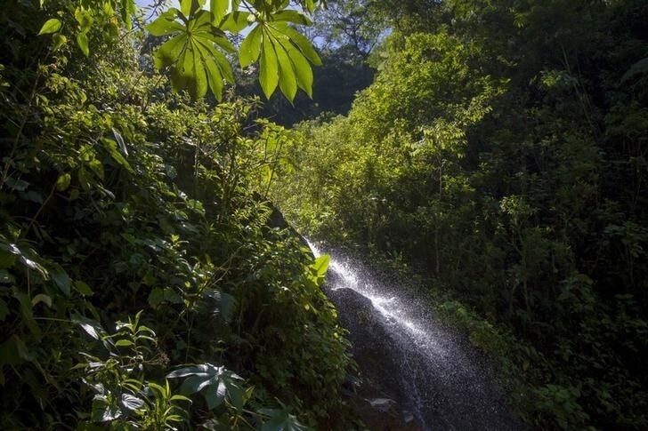 A small cascade is seen at the Manu Biosphere Reserve Cloud Forest in Peru's southern Amazon region of Madre de Dios July 15, 2014. This 1.8 million hectares reserve is the largest National Park in Peru and is the home of about 1000 birds species and 200 mammals species among other animals, as reptiles and amphibians, and has one of the highest levels of biodiversity of any park in the world, with more than 200 varieties of trees found in one hectare. Picture taken July 15, 2014. REUTERS/Enrique Castro-Mendivil (PERU - Tags: ENVIRONMENT TRAVEL SOCIETY)