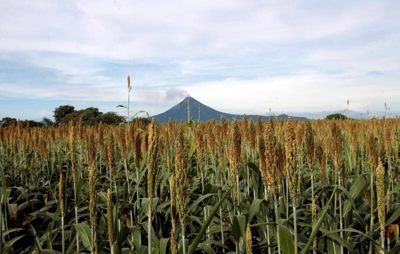 A general view of a wheat field is seen near Momotombo volcano in Leon, Nicaragua November 2, 2017. Picture taken November 2, 2017. REUTERS/Oswaldo Rivas - RC13E9FC86A0