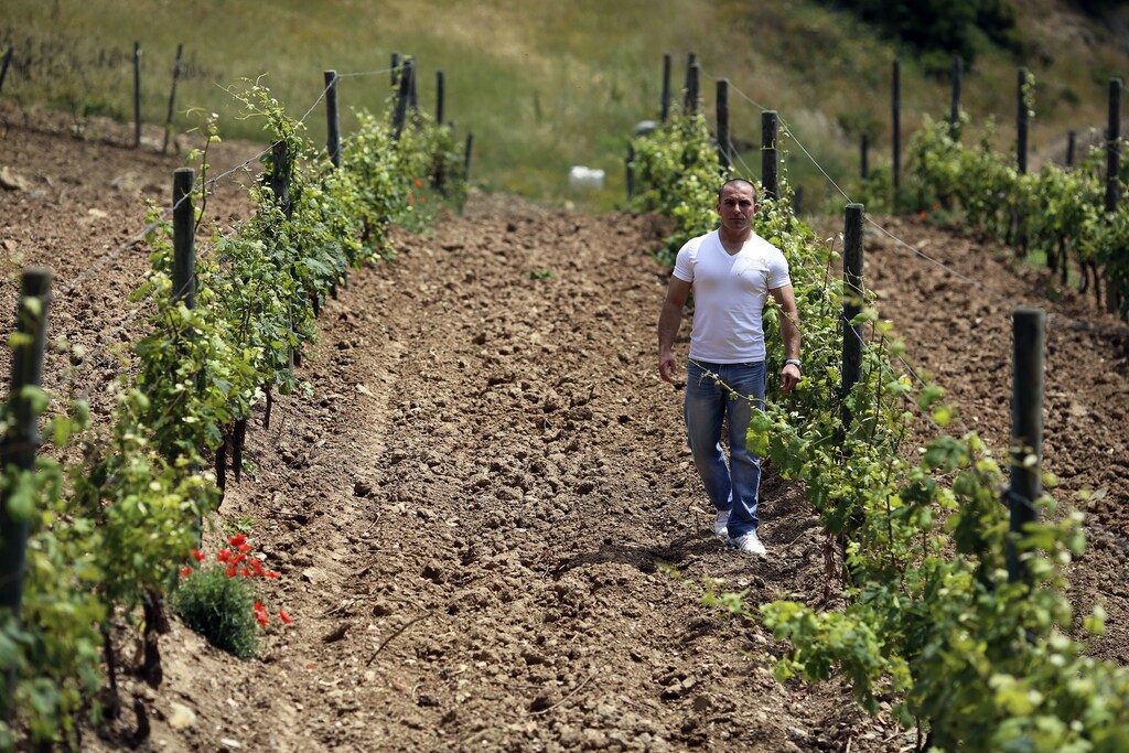Francesco Papa, a prisoner on penal colony, walks between rows of grapevines in winemaker Marquise Lamberto Frescobaldi's vineyard on Gorgona island June 11, 2013. Gorgona, the smallest of the Tuscan archipelago that also includes Elba, where Napoleon was incarcerated, is home to a project to rehabilitate hardened criminals through agriculture. The island, an isolated refuge for monks for 1,500 years and a penal colony since 1869, has just produced 2,700 bottles of a crisp white wine called Gorgona with the help of a 700-year-old Italian wine dynasty. Picture taken June 11, 2013. To match Feature ITALY-PRISON/VINEYARD REUTERS/Alessandro Bianchi (ITALY - Tags: SOCIETY CRIME LAW AGRICULTURE) - GM1E96F09QV01