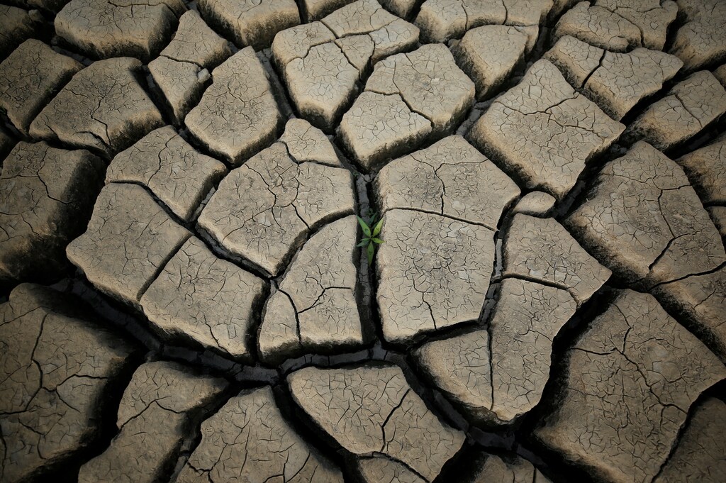 A plant grows between cracked mud in a normally submerged area at Theewaterskloof dam near Cape Town, South Africa.