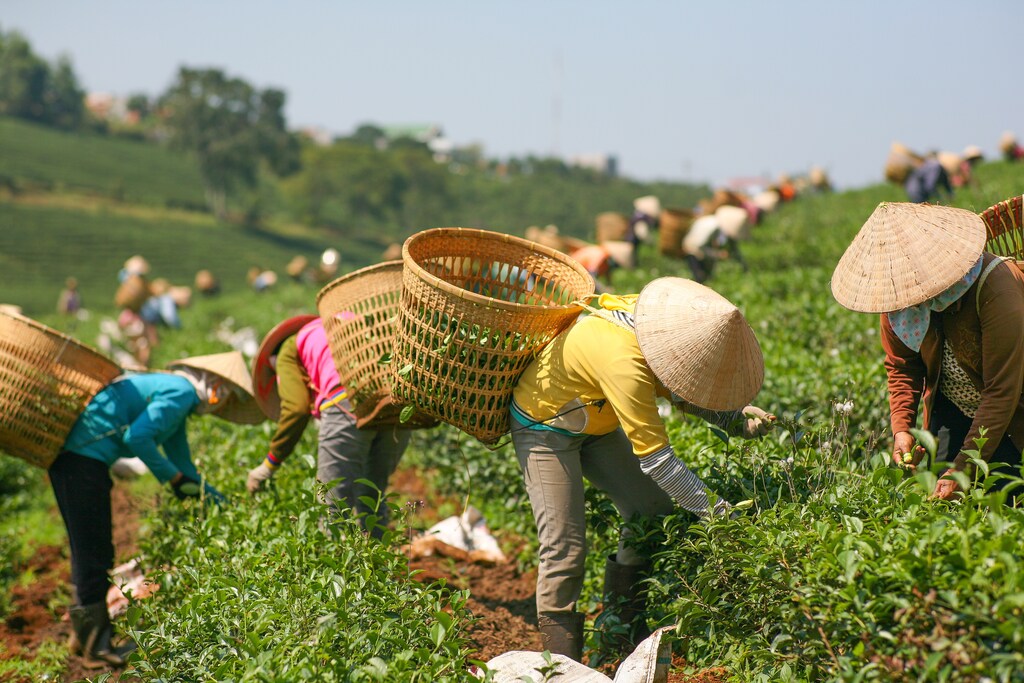 Trabajadores rurales en un campo en un país país asiático.