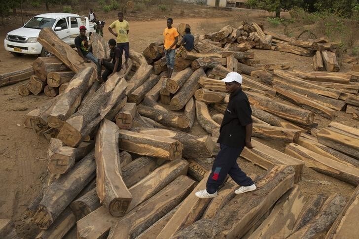 Bocar Seidi, the governor of Tombali province (R), stands on top of cut rosewood trees in Quepo, April 15, 2014. Picture taken April 15, 2014. To match Insight BISSAU-LOGGING/ REUTERS/Joe Penney (GUINEA-BISSAU - Tags: AGRICULTURE BUSINESS COMMODITIES SOCIETY)