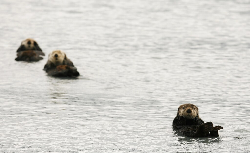 Sea otters, a keystone species, float on their backs in the waters of Prince William Sound near the town of Valdez, Alaska