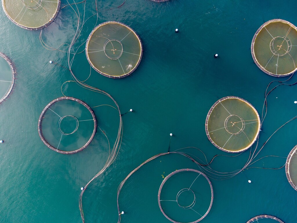 Fish farm