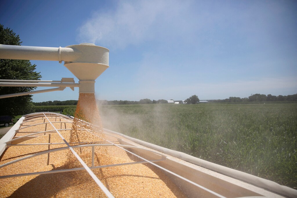 Corn is loaded into a truck at a farm in the US.
