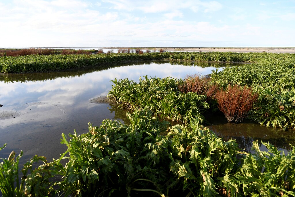 A general view shows new nature reserve showing a body of water with plants either side.