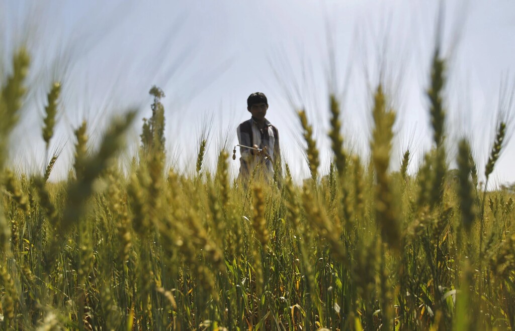 A man sprays fertiliser onto a wheat field on the outskirts of the western Indian city of Ahmedabad February 8, 2013. India plans to cut its fertiliser subsidy bill by at least 15 percent for the fiscal year 2013-14, four sources told Reuters, a move that takes advantage of a fall in international prices to help narrow the country's fiscal deficit.