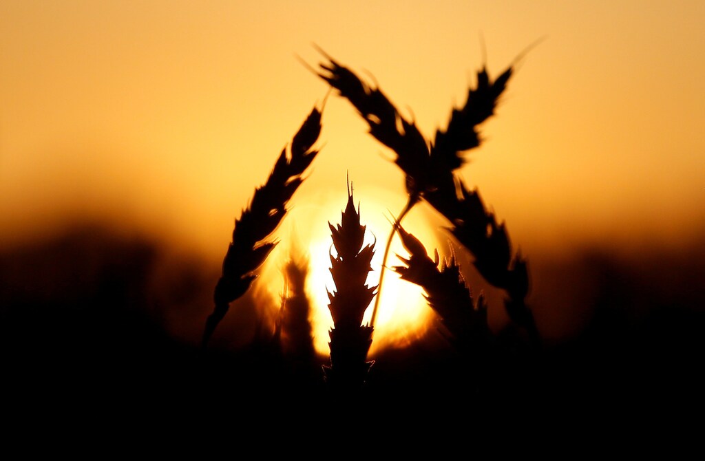 Ears of wheat are seen during sunset in a field of the Solgonskoye farming company in Talniki, Russia, August 28, 2016. REUTERS/Ilya Naymushin/File Photo - RTSRWGJ