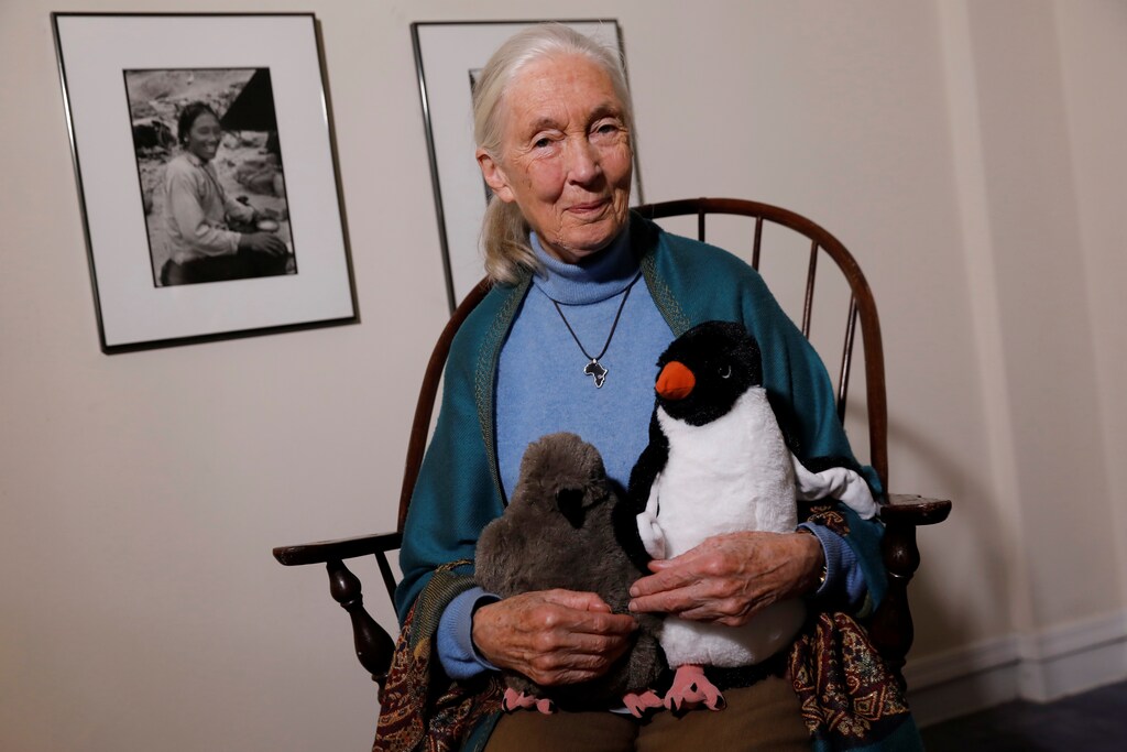 British primatologist, ethologist and anthropologist Jane Goodall poses for a portrait in New York, U.S., April 15, 2019. REUTERS/Shannon Stapleton - RC1F0150ED00