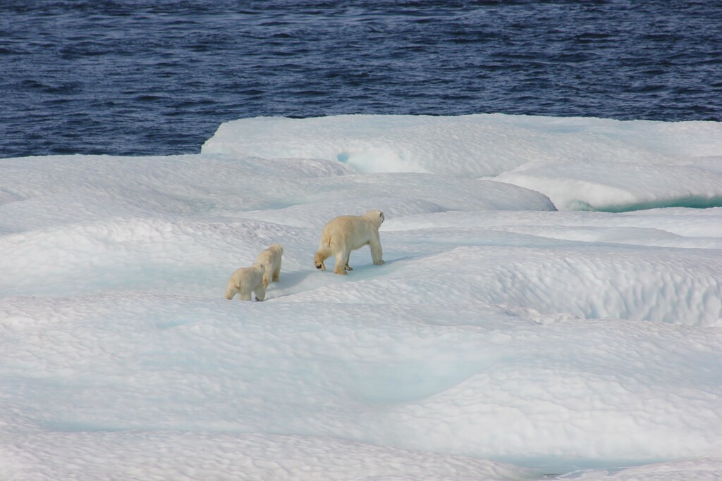 Climate change makes it harder for polar bears to hunt, mate and breed.