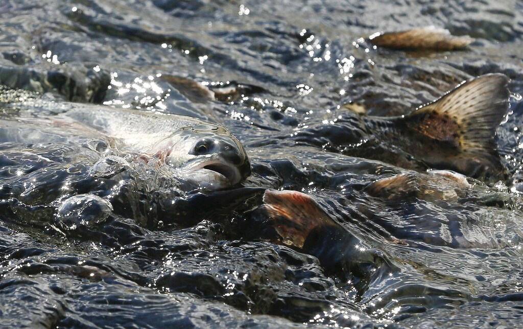 In Kenya, small-scale fish farming combined with sustainable agroecology practices is boosting food security for smallholder farmers, reports Mongabay.
