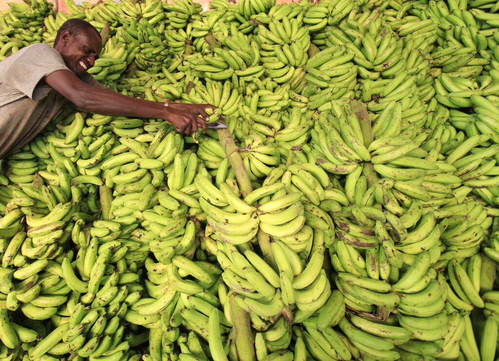 A vendor displays bananas at his stall in Somalia capital Mogadishu as Muslims prepare for the fasting month of Ramadan, the holiest month in the Islamic calendar, July 8 2013. REUTERS/Feisal Omar (SOMALIA - Tags: FOOD SOCIETY RELIGION) - GM1E9781JQ301