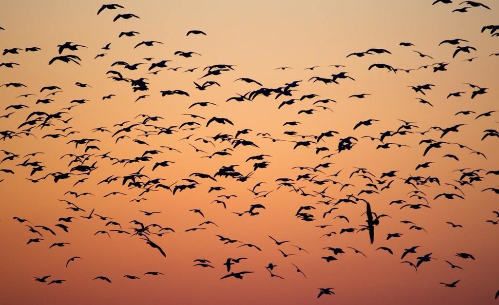 Migrating birds seen at dusk or dawn.