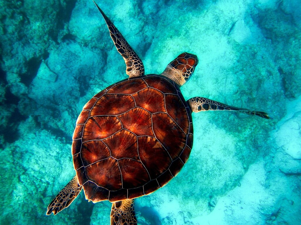 Web3 tools are being deployed specifically to raise money for ocean conservation, create holistic conservation impact and even to fund ocean science.