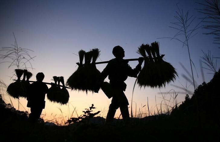 Villagers walk in a field as they carry ripe crops during harvest season in Liuzhou, Guangxi Zhuang Autonomous Region, China October 22, 2017. Picture taken October 22, 2017. REUTERS/Stringer ATTENTION EDITORS - THIS IMAGE WAS PROVIDED BY A THIRD PARTY. CHINA OUT.