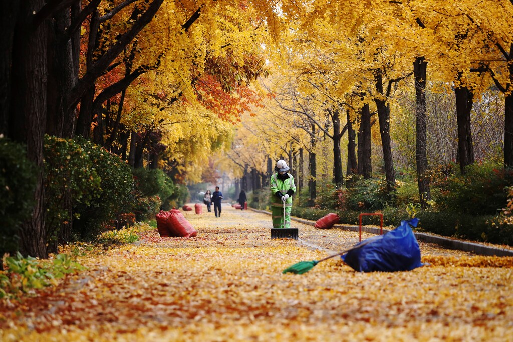 A cleaner sweeps fallen leaves on a late autumn day in Seoul, South Korea, November 7, 2018. REUTERS/Kim Hong-Ji - RC167DD97B00