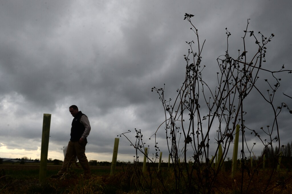 Farmer Edward Ford walks past dead weeds on his arable farm where he relies heavily on the use of the weedkiller glyphosate, in Brentwood, Britain November 7, 2017. REUTERS/Mary Turner - RC13CC396540