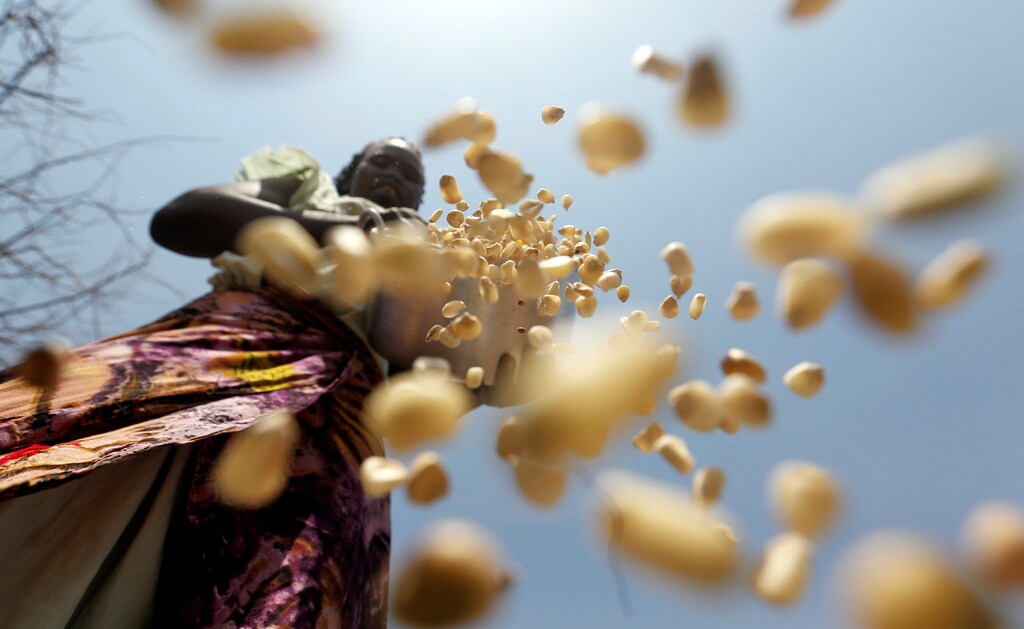 A South Sudanese refugee winnows maize grains within Kalobeyei Settlement outside the Kakuma refugee camp in Turkana county, northwest of Nairobi, Kenya, January 31, 2018. REUTERS/Thomas Mukoya