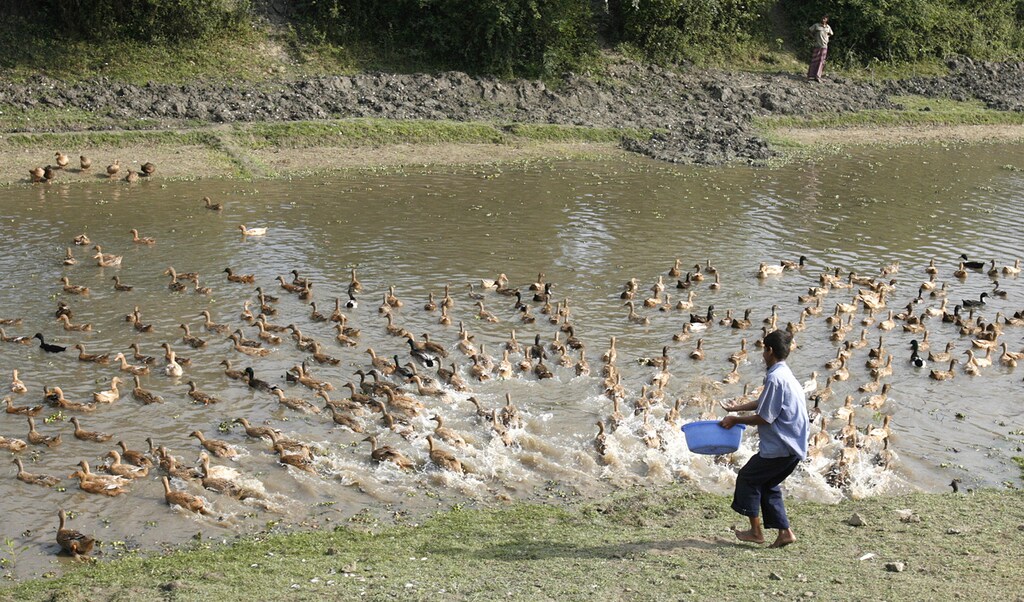 A Bangladeshi boy feeds ducks at a lake at Keraniganj near the capital Dhaka February 22, 2007. REUTERS/Rafiqur Rahman (BANGLADESH) - GM1DUQZURXAA