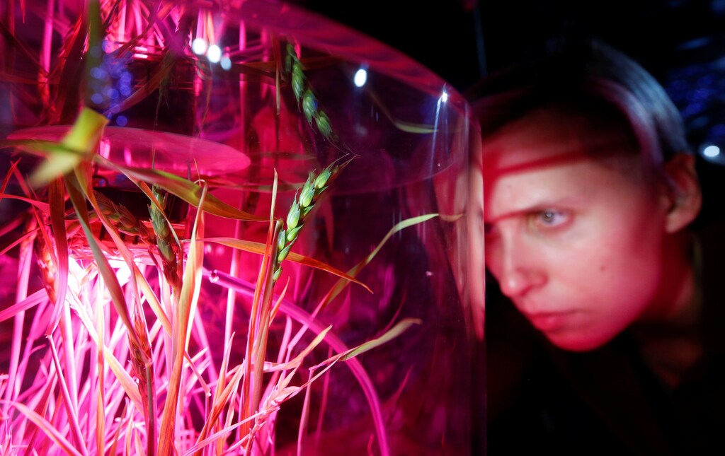 A visitor looks at ears of wheat grown by the hydroponic method without soil at the Mission Mars exhibition by the Newton Park interactive museum of science together with the children's technopark Quantorium in the Siberian city of Krasnoyarsk, Russia October 26, 2017. REUTERS/Ilya Naymushin - RC1E38B14860