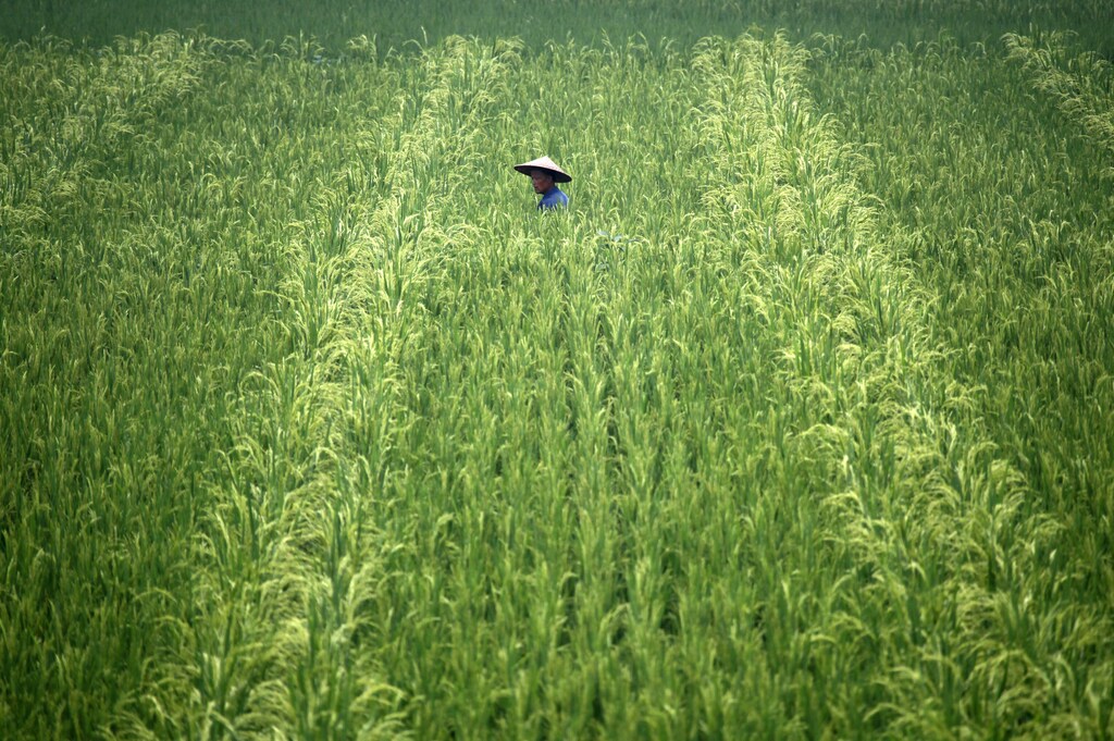 A Chinese farmer walks through his crop of wheat in a field on the outskirts of the city of Leshan, Sichuan Province July 22, 2009. REUTERS/David Gray (CHINA AGRICULTURE ENVIRONMENT EMPLOYMENT BUSINESS SOCIETY IMAGES OF THE DAY) FOR BEST QUALITY IMAGE ALSO SEE: GF2E87D0MM201 - GM1E57M11LC01