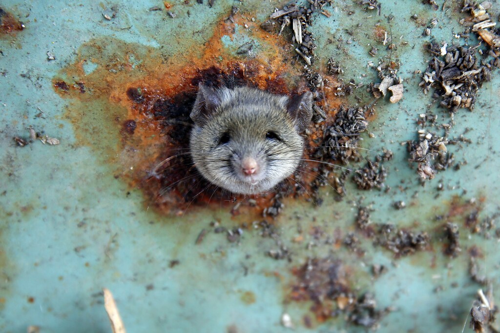 A rat's head rests as it is constricted in an opening in the bottom of a garbage can in the Brooklyn borough of New York, U.S., October 18, 2016. REUTERS/Lucas Jackson TPX IMAGES OF THE DAY - D1BEUHSMENAA