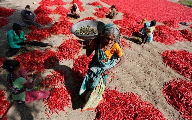 Workers remove stalks from red chillies at a farm on the outskirts of Ahmedabad, India, February 10, 2017. REUTERS/Amit Dave