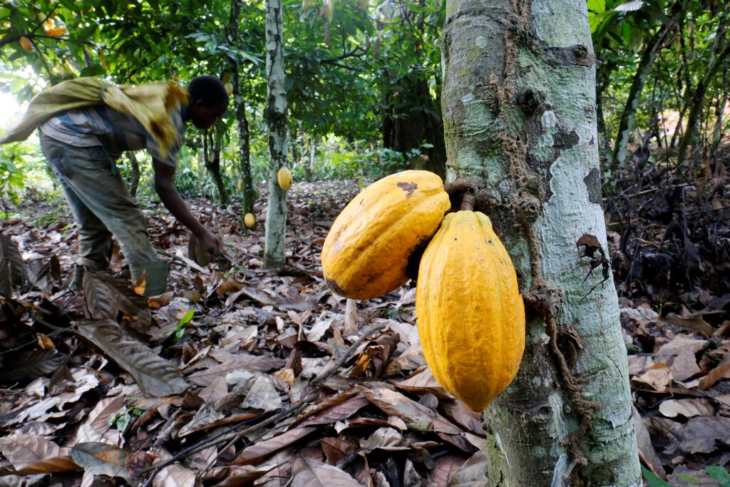 A farmer works in a cocoa farm in Bobia, Gagnoa, Ivory Coast, December 6, 2019. REUTERS/Thierry Gouegnon - RC2OTD948CC1