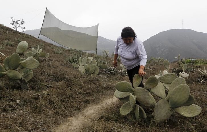 Maria Poma cleans prickly pear cacti irrigated with water collected by nets that trap moisture from fog, on the hillside of Villa Maria Del Triunfo in Lima, November 20, 2014. The net-like structures that trap moisture from fog and mist were an initiative by a group of community leaders called "Peruvians Without Water", who said that the nets in total collect around 150 cubic meters of water per month during the winter season. They built a total of about 100 nets, and the water collected is distributed to the community for agricultural purposes. REUTERS/Mariana Bazo (PERU - Tags: SOCIETY AGRICULTURE)