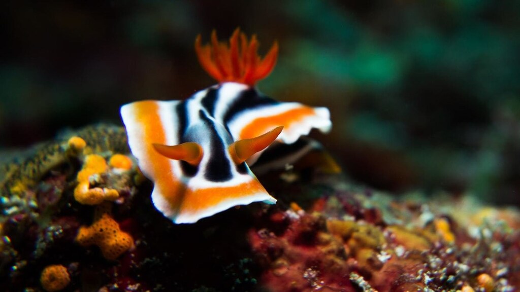 A black, white and orange seaslug, called the Nudibranch (Chromodoris magnifica).