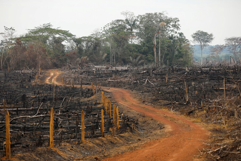 A view of an illegal road made during the deforestation in Colombia