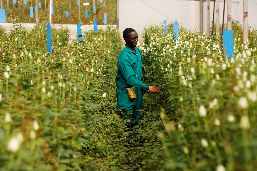A worker picks flowers designated for export at a farm near the town of Thika, Kenya April 27, 2018. REUTERS/Baz Ratner - RC1961B34210