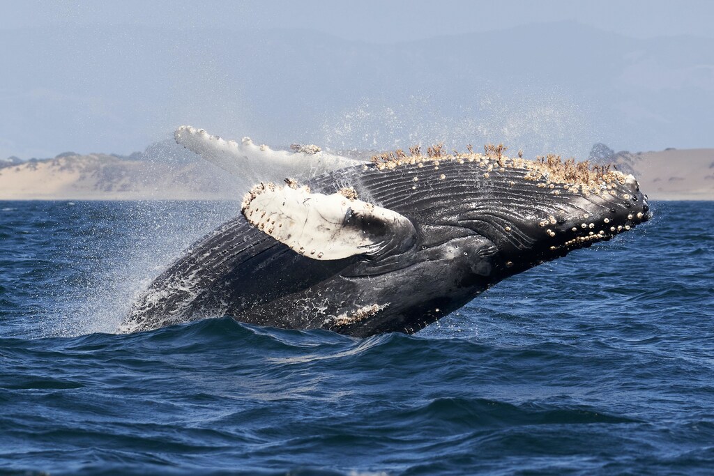 A Humpback whale breaching the surface of the ocean.