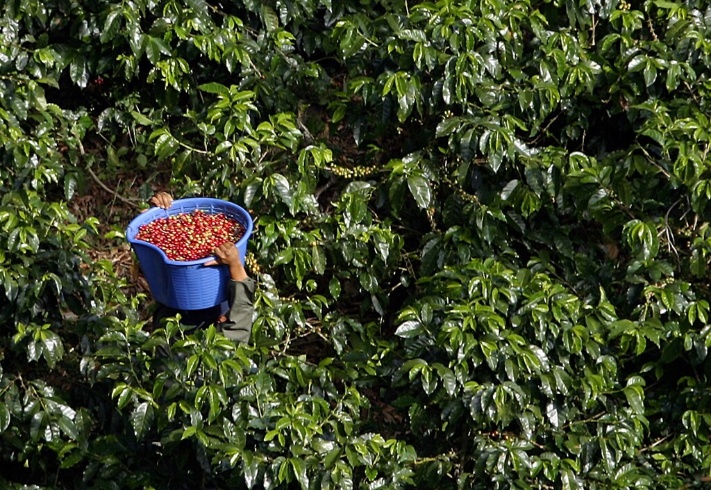 A Costa Rican coffee picker carries freshly harvested coffee beans at a plantation dedicated to export quality coffee. A worker carries freshly harvested coffee beans at a plantation in Carrizal de Alajuela, northeast of the capital San Jose, on January 13, 2004. Costa Rican coffee producers are concentrating on producing premium quality coffee for export in order to reposition their product in the international market where it sells for $40 per sack more than normal Arabic coffee. Picture taken January 13, 2004. NO RIGHTS CLEARANCES OR PERMISSIONS ARE REQUIRED FOR THIS IMAGE. REUTERS/Juan Carlos Ulate - RP5DRIESEJAA