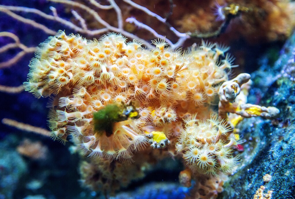 A coral reef is seen at the Aquarium Pula, Croatia, July 25, 2018. Housed in a more than 130-year-old fort in Croatia, Aquarium Pula boasts species from the Adriatic as well as tropical marine zones and freshwater habitats. From seahorses delicately entwining themselves in the seagrass to the other-worldly jelly fish drifting in the deep blue water, the aquarium is home to around 250 species in 100 pools and tanks and attracts some 125,000 visitors a year. Picture taken July 25, 2018. REUTERS/Antonio Bronic - RC1628BAF150