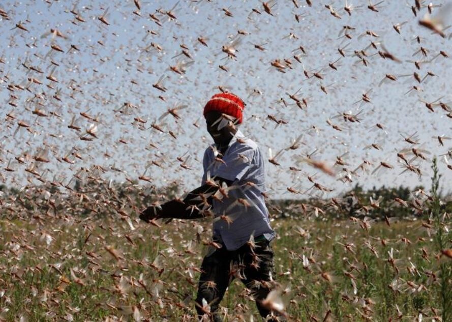 A man tries to chase desert locusts away from a farm near Rumuruti, Kenya in February.