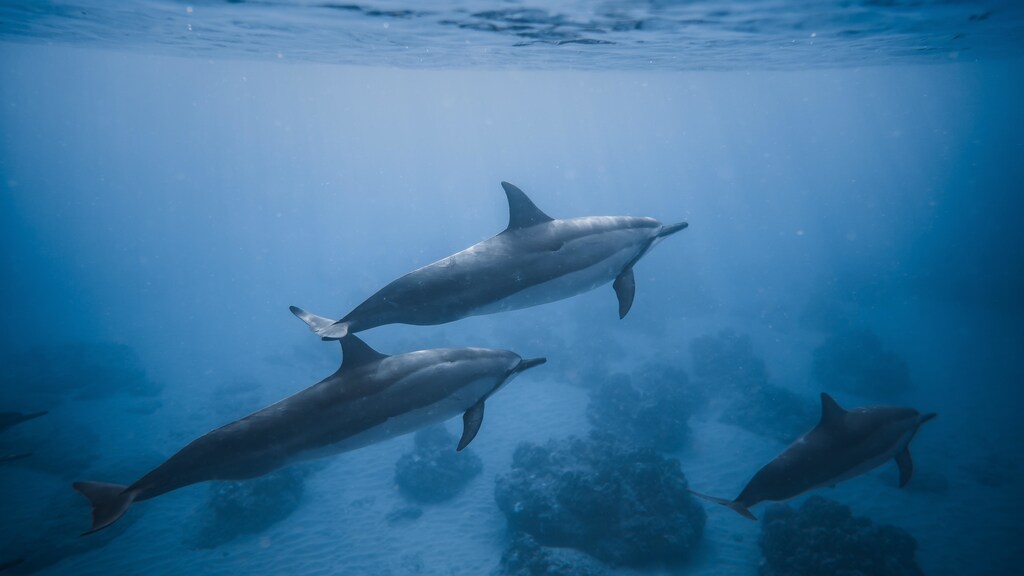 Ocean noise pollution is a growing problem that is harming marine life around the world.