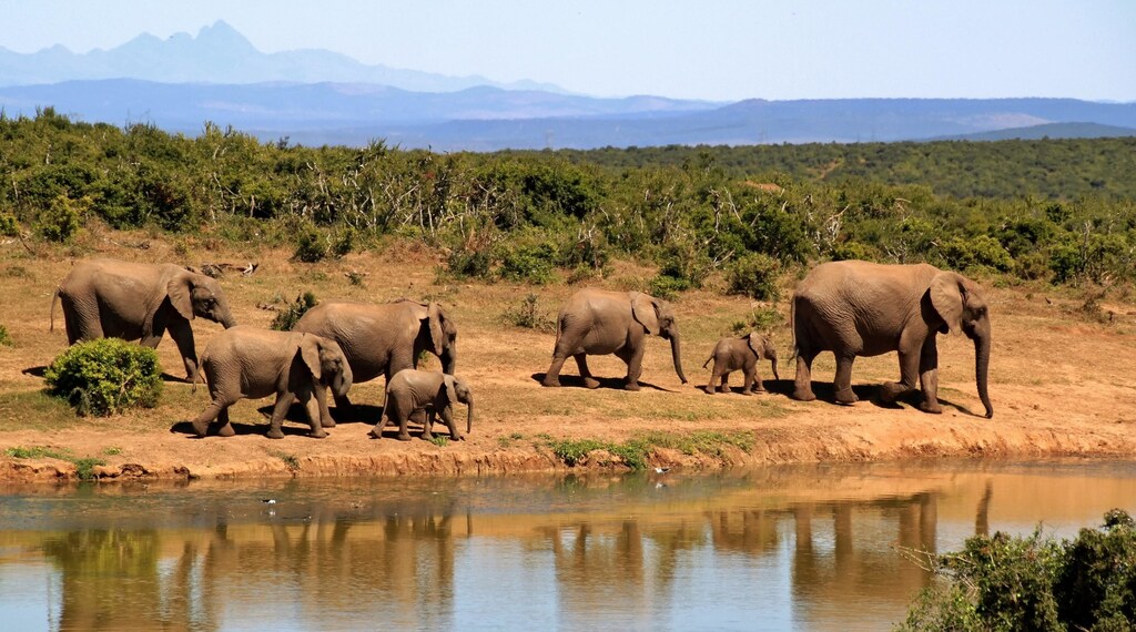The biobank network is an important step in protecting South Africa's unique biodiversity.