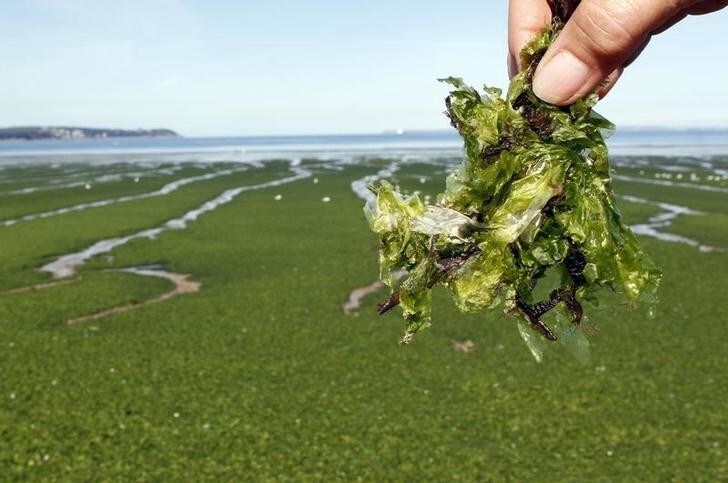 A closeup of seaweed is displayed as masses of green seaweed, which at times emits noxious gasses, is seen on Kerlaz beach near Douarnenez in Brittany, western France, August 30, 2011. REUTERS/Mal Langsdon (FRANCE - Tags: ENVIRONMENT SOCIETY TRAVEL DISASTER)